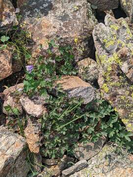 Image of Rocky Mountain blue columbine