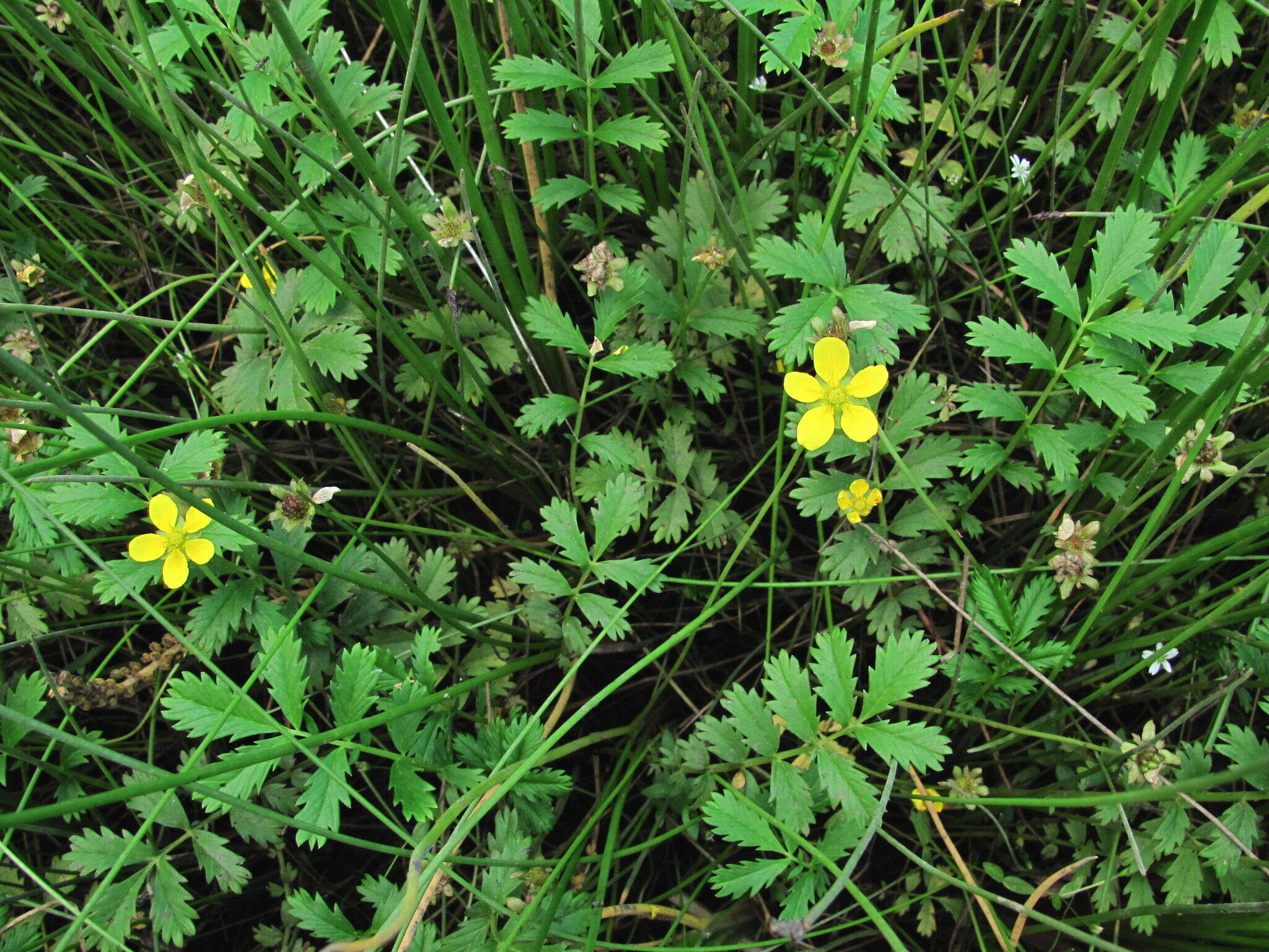 Image of Pacific silverweed