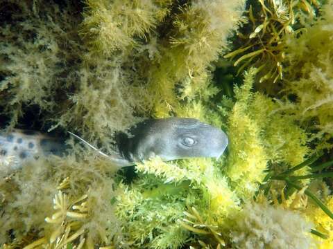 Image of Rusty Carpetshark