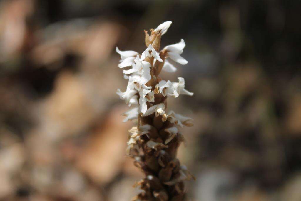 Image of Aulosepalum ramentaceum (Lindl.) Garay