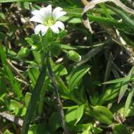 صورة Cerastium brachypodum (Engelmann ex A. Gray) B. L. Rob.