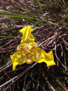 Image of Cypella armosa Ravenna