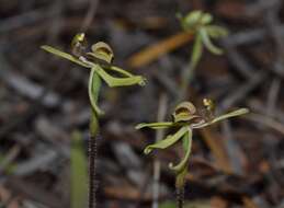 Image of Caladenia bryceana R. S. Rogers