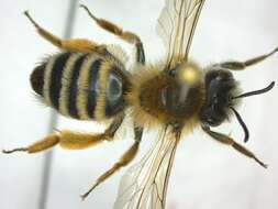 Image of Andrena gravida Imhoff 1832