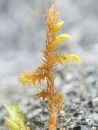 Image of Scorpidium cossonii Hedenäs 1989