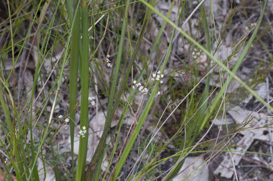 Imagem de Platysace heterophylla var. heterophylla