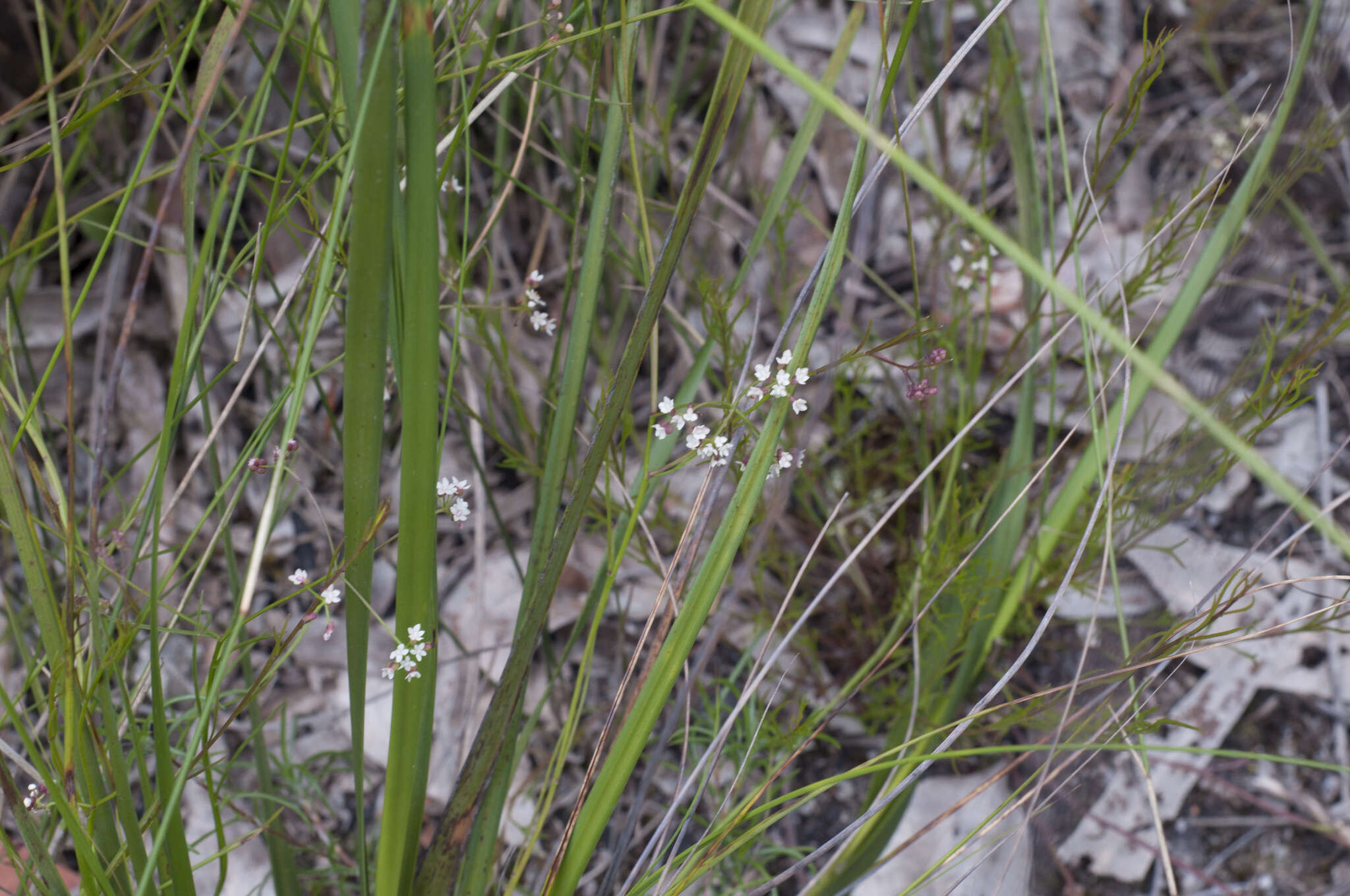 Image of Platysace heterophylla var. heterophylla