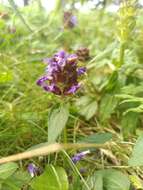 Prunella vulgaris subsp. vulgaris resmi