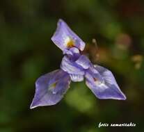 Image of Moraea mediterranea Goldblatt