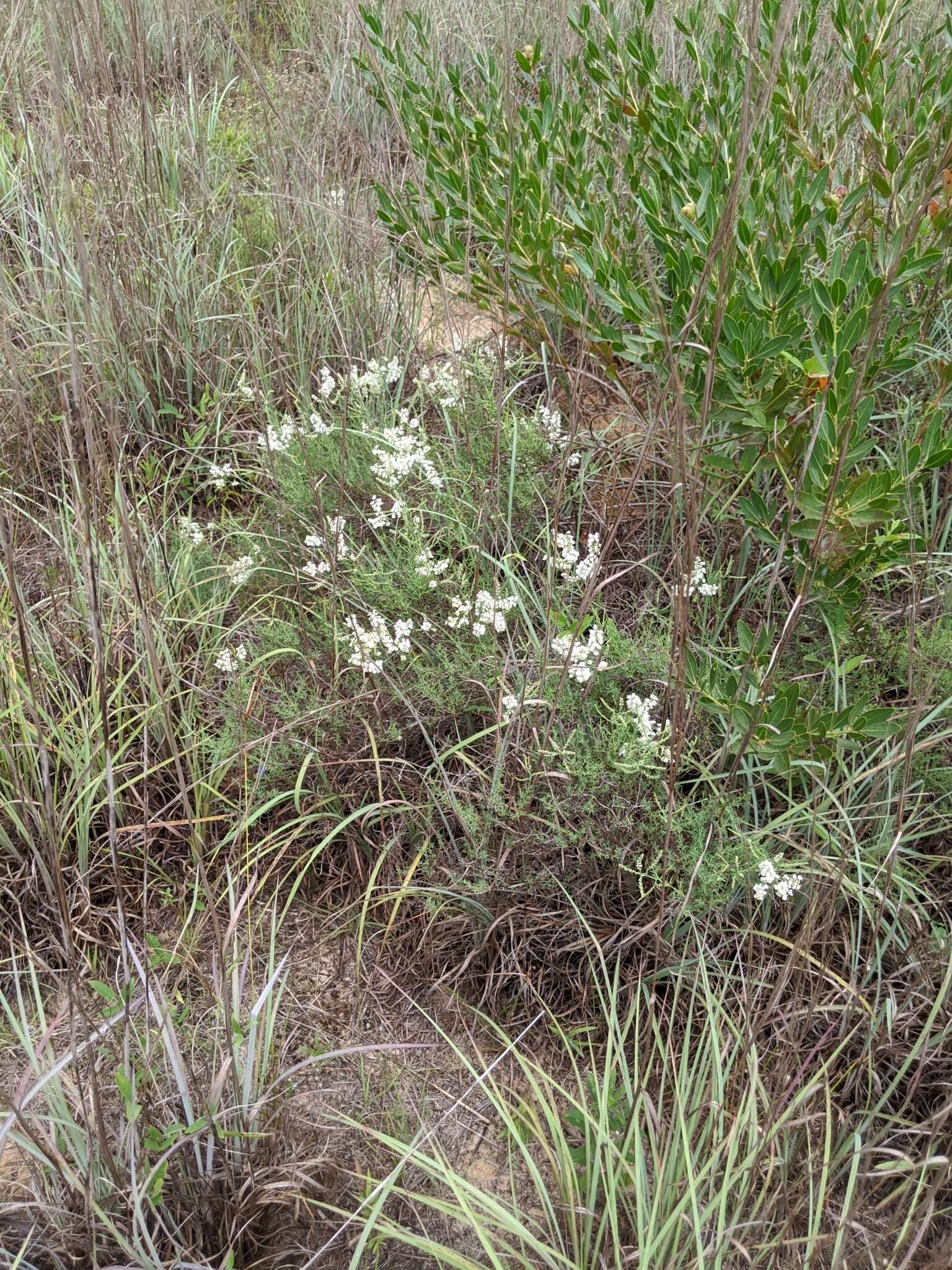 Image of southern jointweed