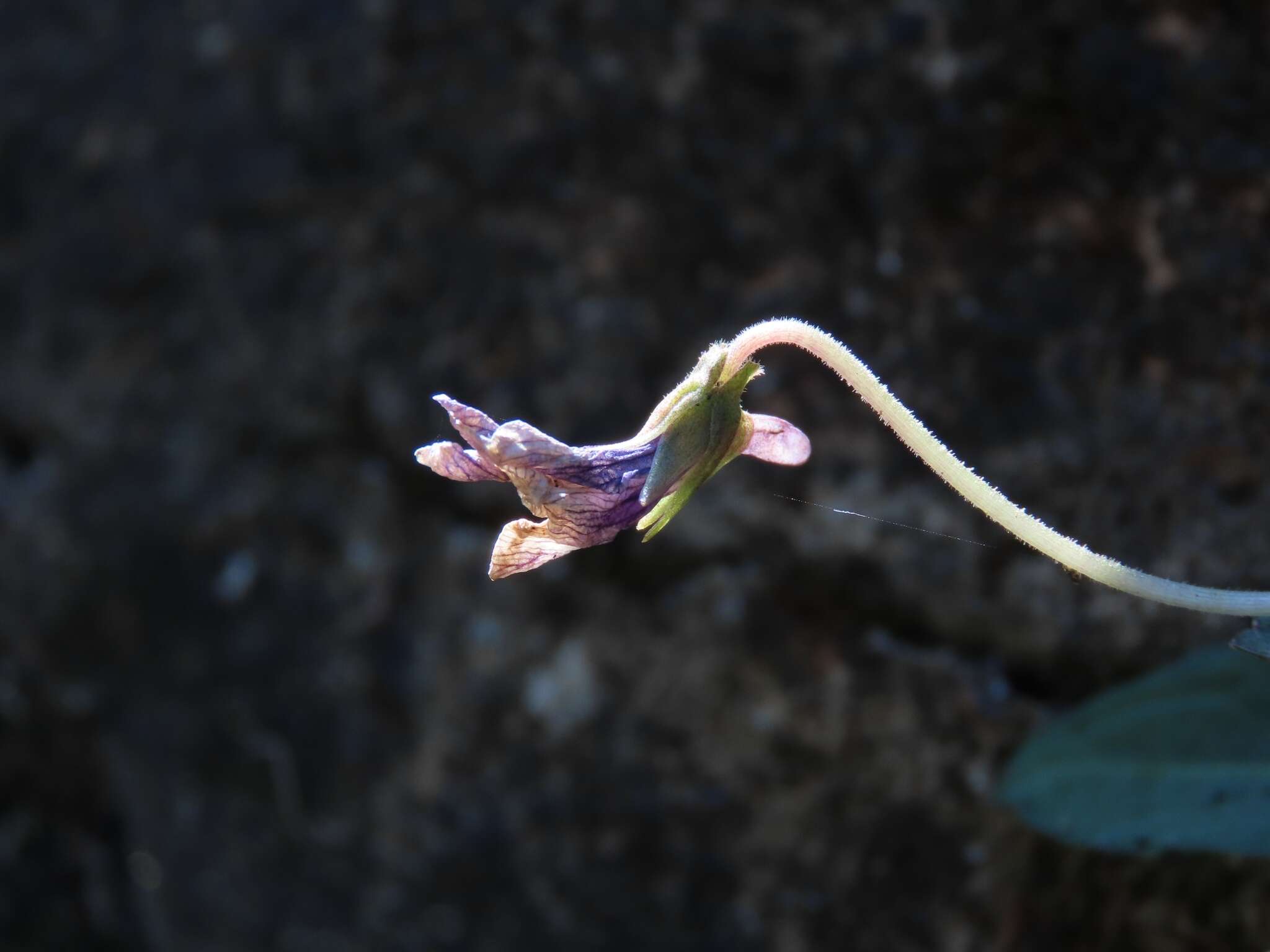 Image of Viola prionantha subsp. confusa (Champion ex Benth.) Y. S. Chen