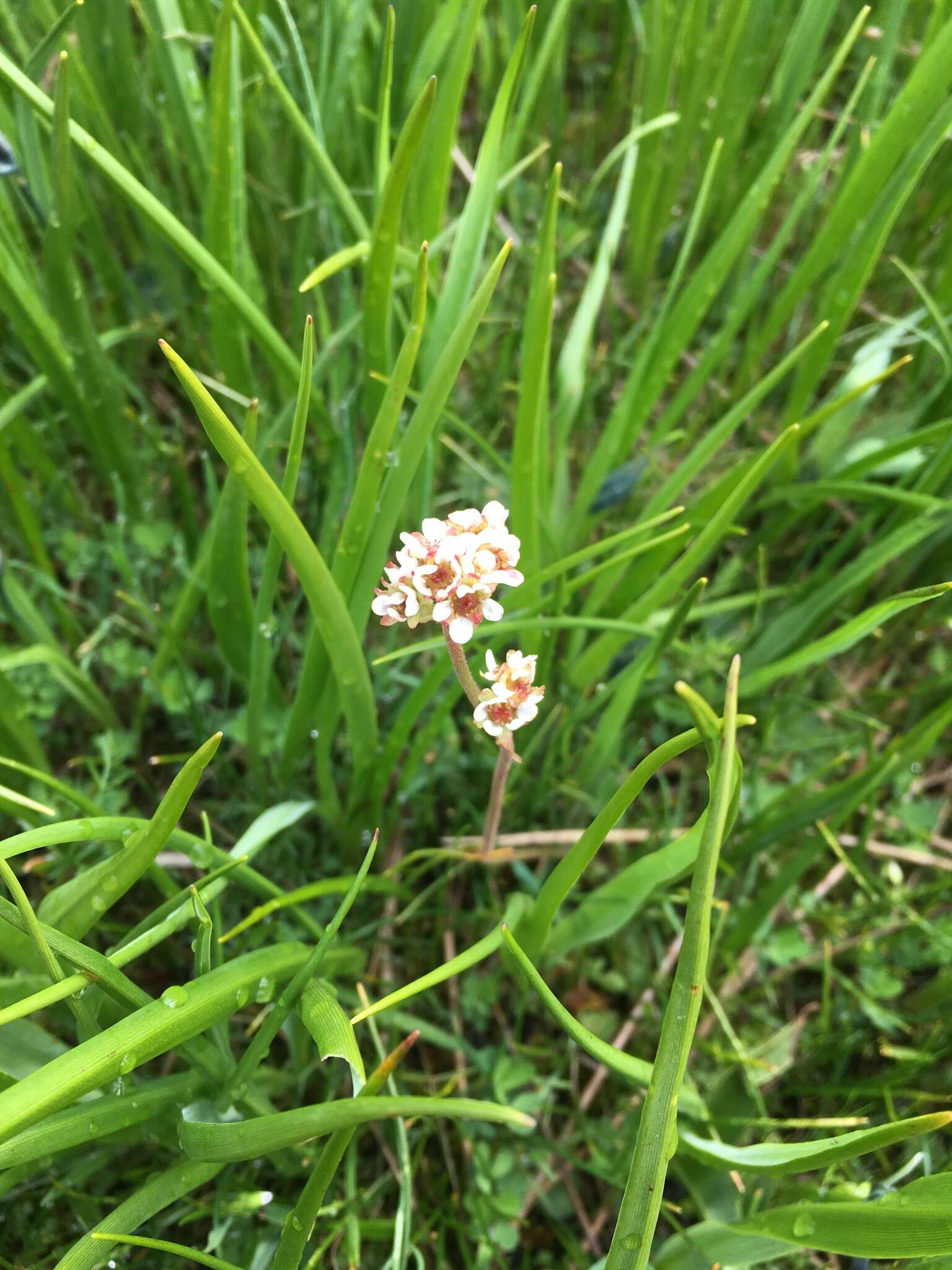 Imagem de Micranthes integrifolia (Hook.) Small