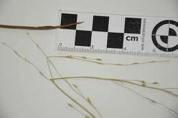 Image of Northern manna grass