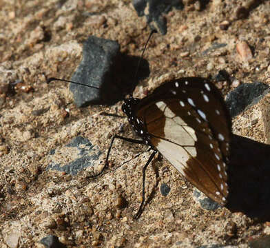 Image de Amauris albimaculata Butler 1875