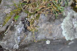 Imagem de Stellaria gracilenta Hook. fil.