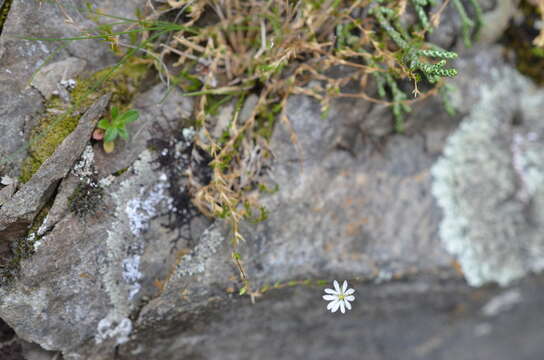 Image of Stellaria gracilenta Hook. fil.