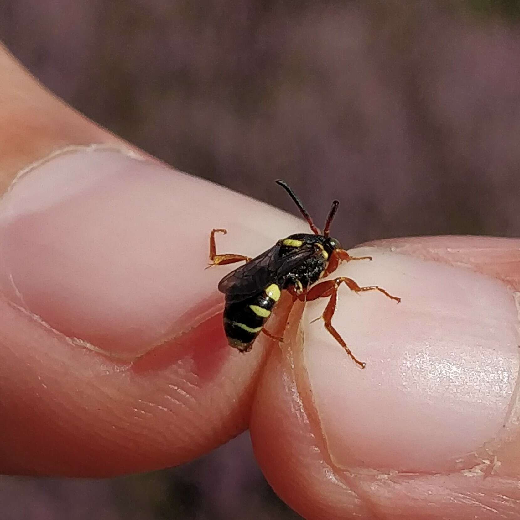 Imagem de Nomada rufipes Fabricius 1793