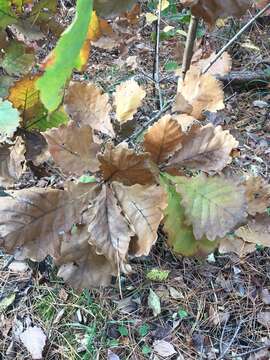 Image of Daimyo oak