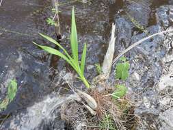 Image of cowhorn orchid