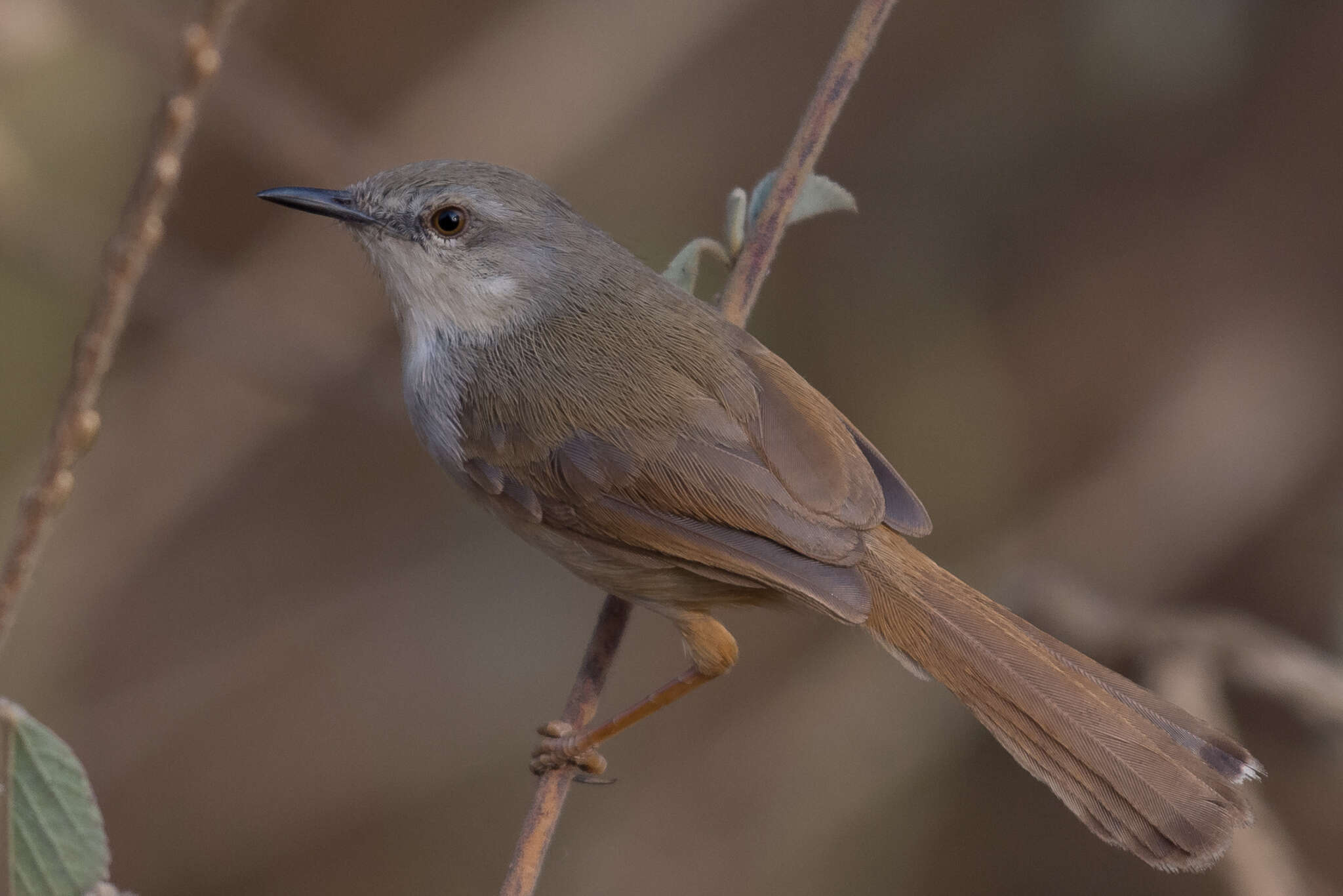 Image of Rufescent Prinia