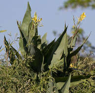 Imagem de Canna glauca L.