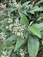 Image of Buddleja bullata Kunth