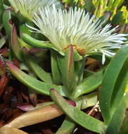 Image of Carpobrotus edulis subsp. edulis