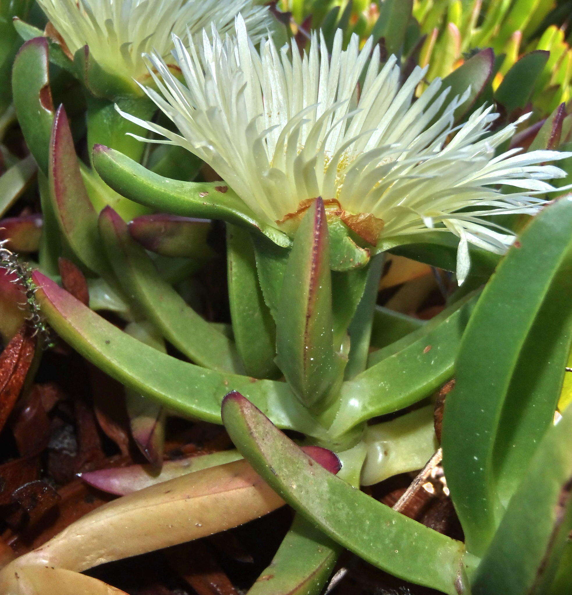 Imagem de Carpobrotus edulis subsp. edulis