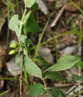 Imagem de Lonicera caerulea L.