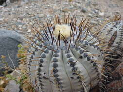 Image of Copiapoa cinerea (Phil.) Britton & Rose