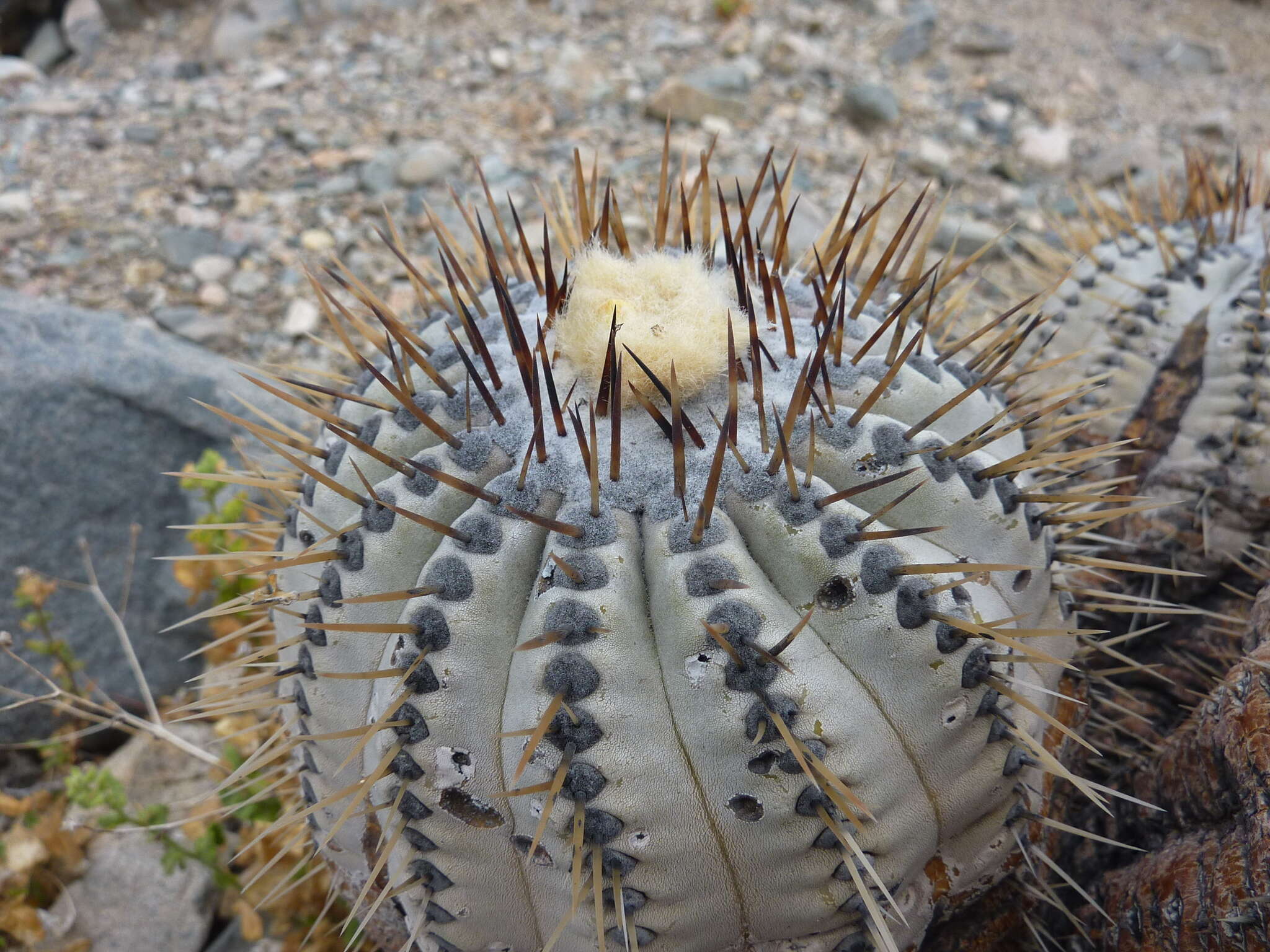 Image de Copiapoa cinerea (Phil.) Britton & Rose