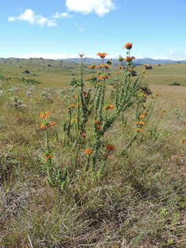 Sivun Leonotis myricifolia Iwarsson & Y. B. Harv. kuva