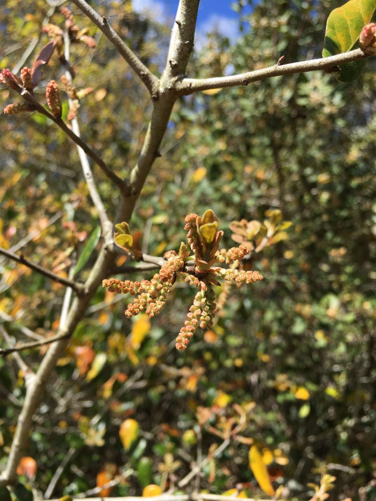 Слика од Quercus myrtifolia Willd.