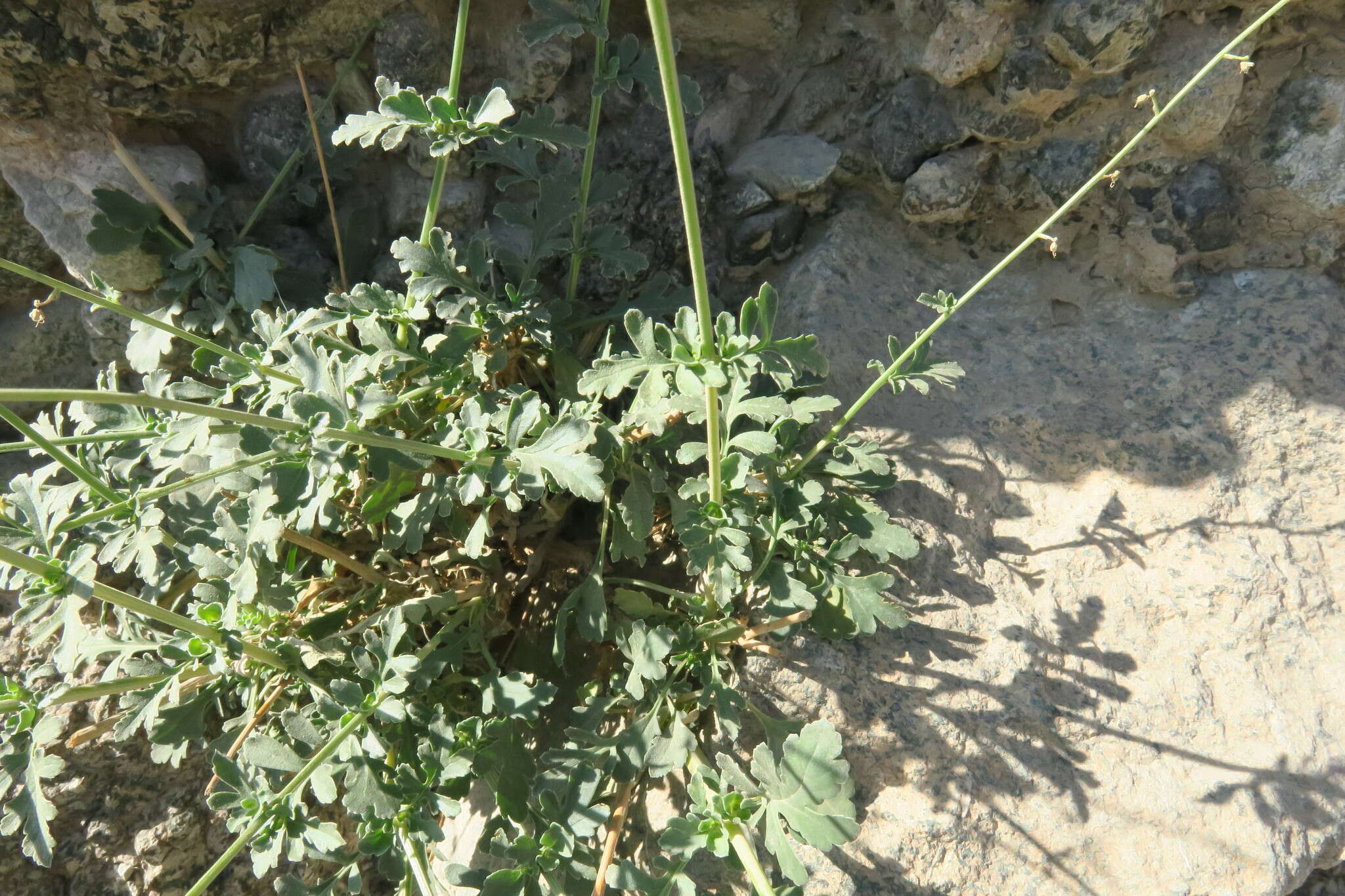 Image of Scrophularia deserti Del.