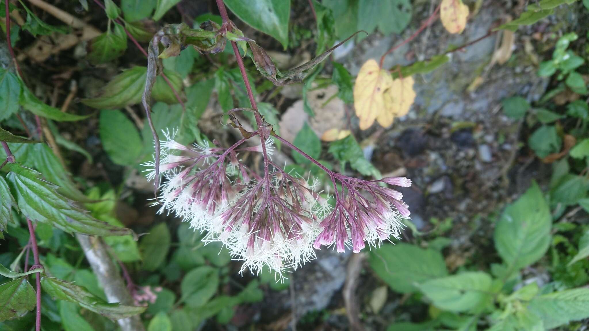 Eupatorium amabile Kitam. resmi