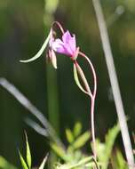 Imagem de Clarkia gracilis (Piper) A. Nels. & J. F. Macbr.