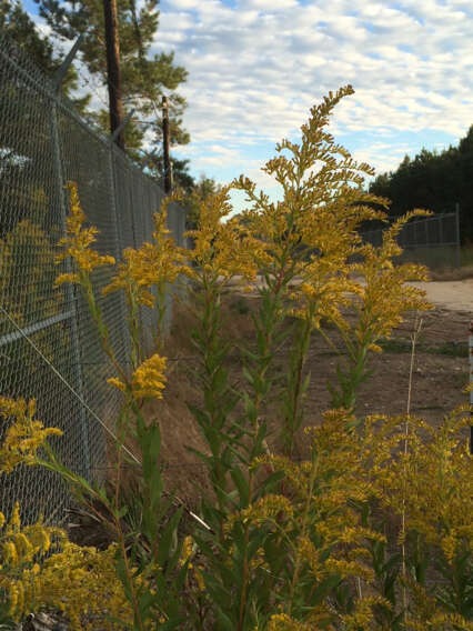 Image of Canada goldenrod