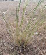 Image of Austrostipa bigeniculata (Hughes) S. W. L. Jacobs & J. Everett