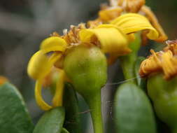 Image of Euryops spathaceus DC.