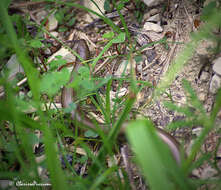 Chalcides chalcides (Linnaeus 1758) resmi