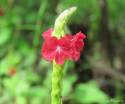 Stachytarpheta sessilis Moldenke的圖片