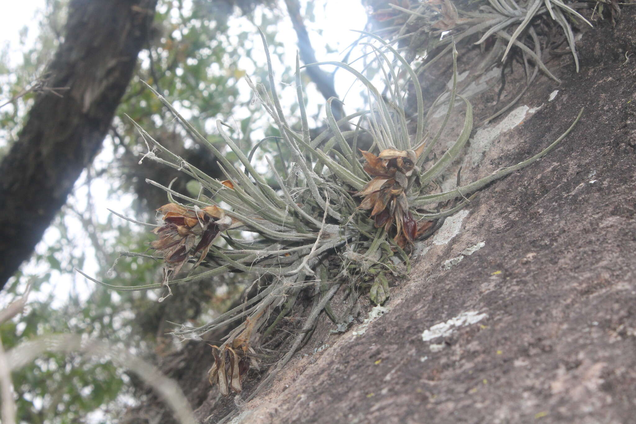 Image of Tillandsia lepidosepala L. B. Sm.