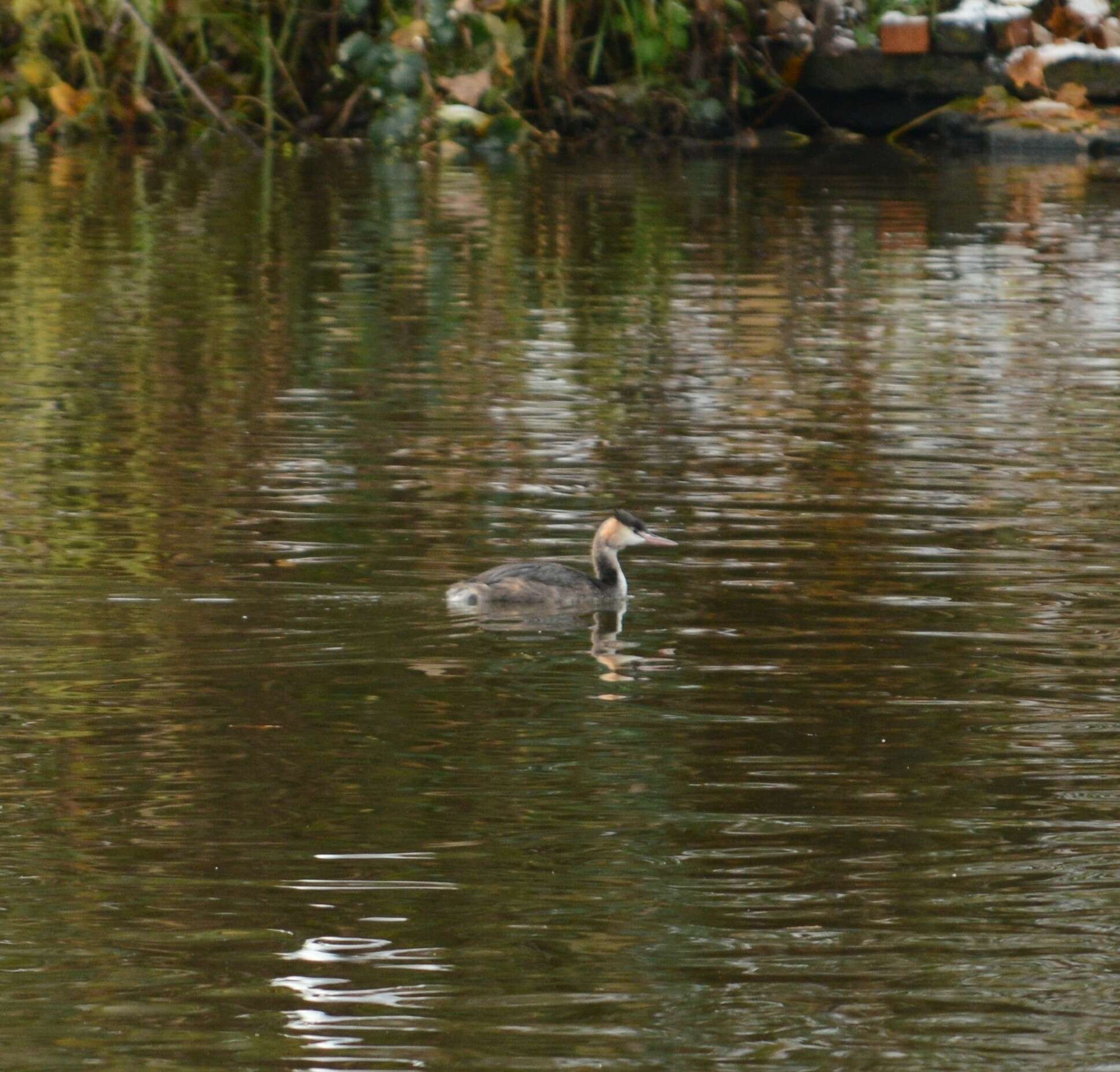 Image of Podiceps cristatus cristatus (Linnaeus 1758)