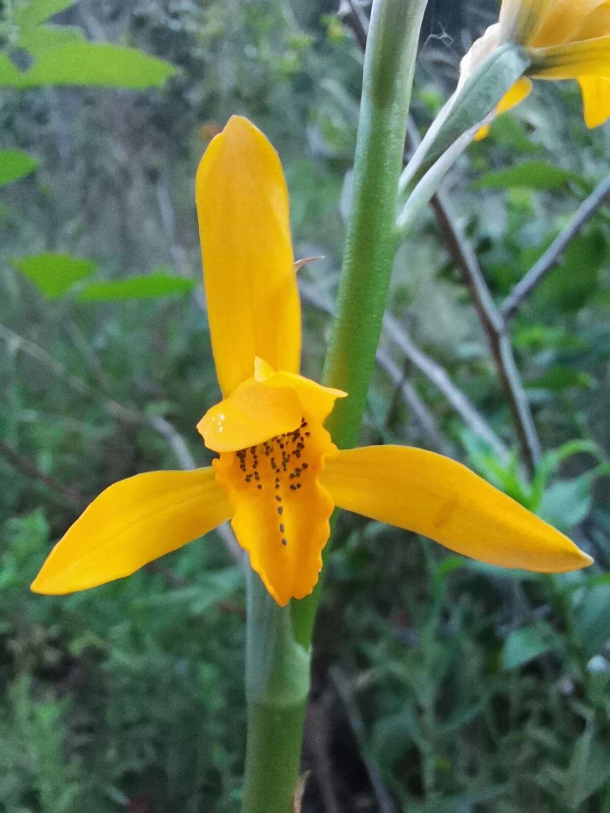 Image of Chloraea chrysantha Poepp.