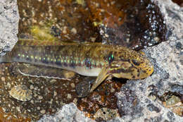 Image of Half-bridled goby