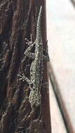 Image of Stevenson's Dwarf Gecko