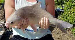 Image of Smallmouth Buffalo