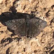 Image of Sleepy Duskywing