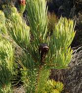 Image of Protea aristata Phillips