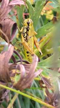 Image of Podisma amedegnatoae Fontana & Pozzebon 2007